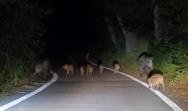 Elazığ'da domuz sürüsü yola indi