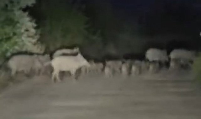 Elazığ'da domuz sürüsü yola indi