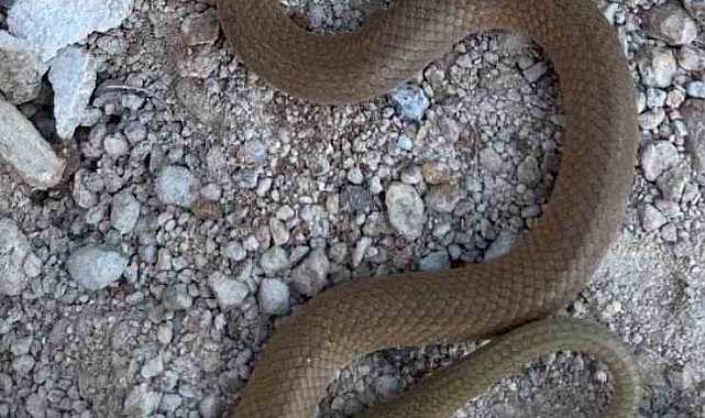 Elazığ'da endemik tür olan 'kırbaç yılanı' görüldü