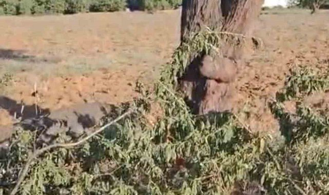 Elazığ'da fırtına ağacı ikiye böldü