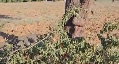 Elazığ'da fırtına ağacı ikiye böldü