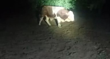 Elazığ'da kaçan boğayı belediye ekipleri yakaladı