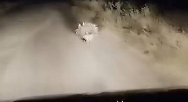 Elazığ'da nesli tükenme tehlikesi altında olan oklu kirpi görüntülendi