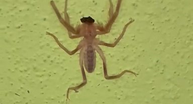 Elazığ'da zehirli etçil sarı kız örümceği görüntülendi