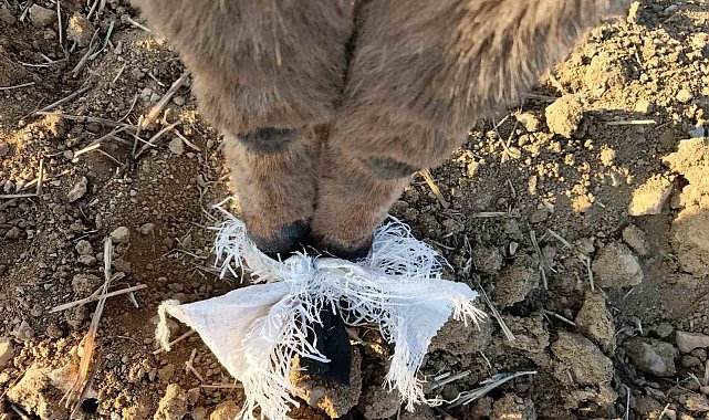 Elmadağ'da bir çoban kafasında çuval bulunan eşeği kurtardı