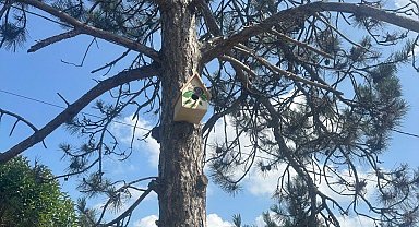 Engelli öğrenciler yaptı, büyükşehir ağaçları donattı