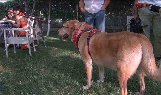 Engelli patiler podyumda boy gösteri