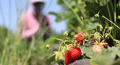 Erzincan'da çilek kilosu 150 liradan tezgâhta yerini aldı