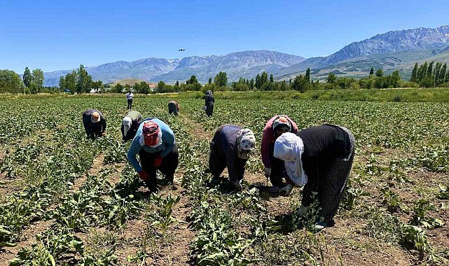 Erzincan'da kadın tarım işçileri güneşin altında alın teriyle pancar üretiyor