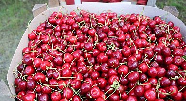 Erzincan'da kiraz bahçelerinde hasat başladı