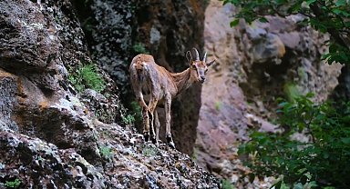 Erzincan'da yaban keçileri havadan görüntülendi