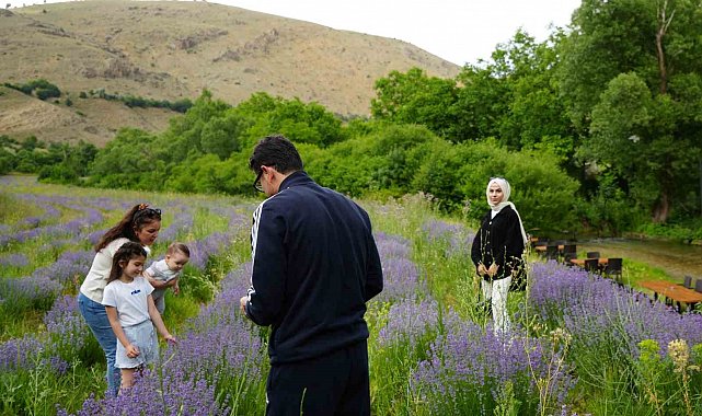 Erzincan'ın Çağlayan beldesi lavanta tarlalarıyla büyülüyor