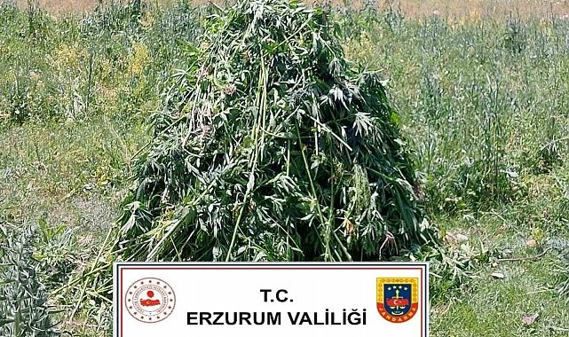 Erzurum'da 867 kök kenevir bitkisi ele geçirildi