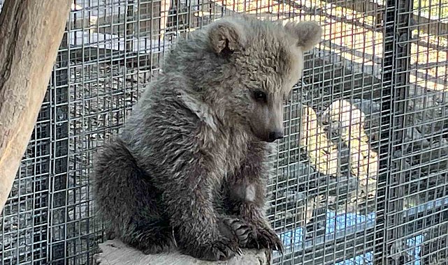 Erzurum'da yaralı bulunan yavru boz ayı, Sakarya'da doğal yaşamına hazırlanıyor
