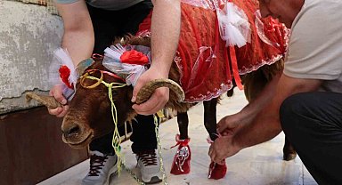 Erzurumlu damattan nişanlısına kurbanlık koç hediyesi