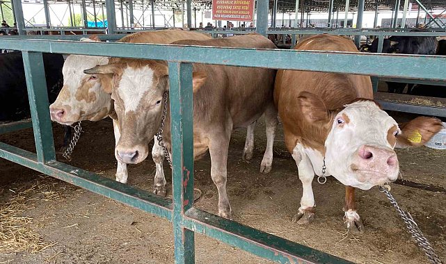 Eskişehir Hayvan Pazarı'nın 750 kiloluk düveleri