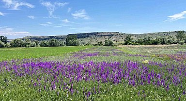 Eskişehir'de açan söğüt otları kartpostallık görüntüler oluşturdu