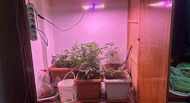 Ev içerisinde kurulu düzende kenevir yetiştiren şahıs yakalandı