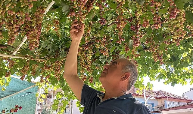 Ev önündeki asmadan mahalleye üzüm ikramı