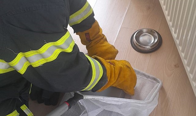 Eve giren yarasa yakalanarak dışarıya bırakıldı