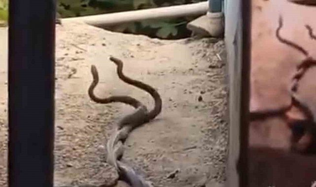 Evin içinden çıkan 2 metrelik yılanlar paniğe neden oldu