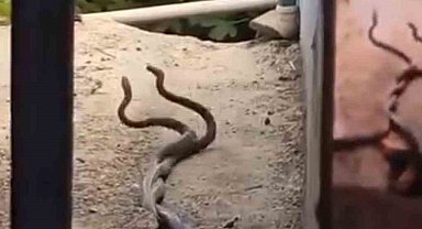 Evin içinden çıkan 2 metrelik yılanlar paniğe neden oldu