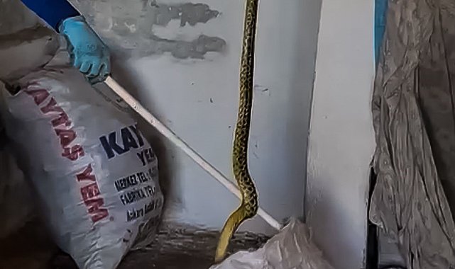 Evinde yakaladığı 2 metrelik yılanı zarar vermeden alıp doğaya bıraktı
