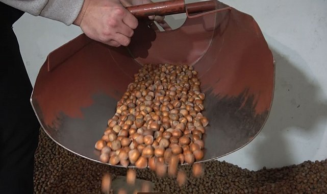 Fındıkta stoklar eriyor, yeni sezonun yolu açılıyor