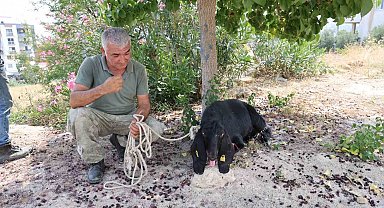 Firar eden kurbanlık, 10 gün sonra yakalandı