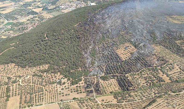 Foça'da ormanlık alanda çıkan yangın kontrol altında