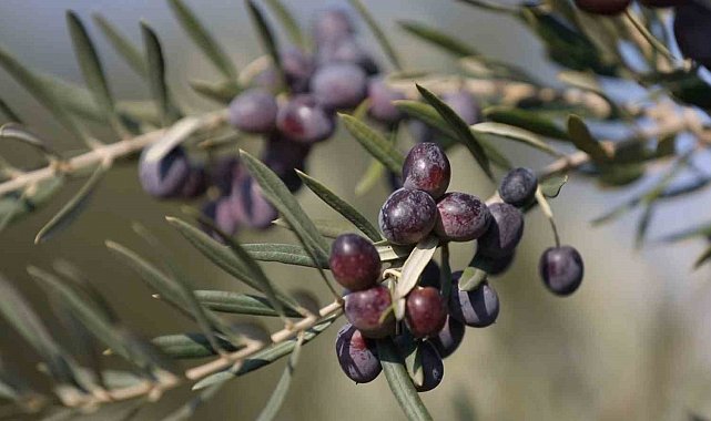 Gaziantep Nizip zeytinyağı dünyanın en iyisi seçildi