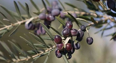 Gaziantep Nizip zeytinyağı dünyanın en iyisi seçildi
