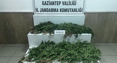 Gaziantep'te 403 kök kenevir ele geçirildi: 14 gözaltı
