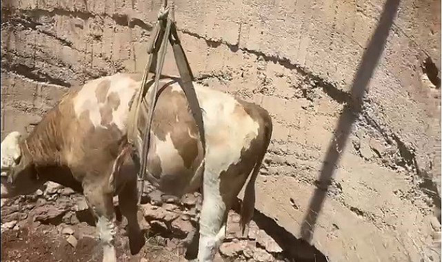 Gaziantep'te çukura düşen görme engelli dana kurtarıldı