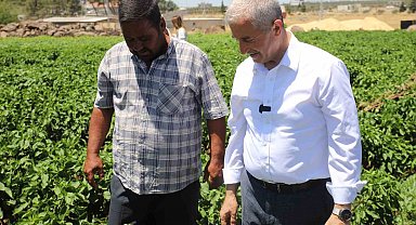 Gaziantep'te domates, biber, patlıcan, salatalık, kavun ve karpuz hasadı başladı