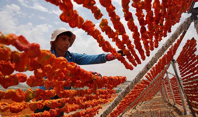 Gaziantep'te kurutmalık sezonu başladı