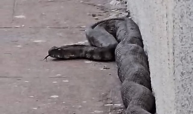 Gaziantep'te site bahçesinde yılan paniği