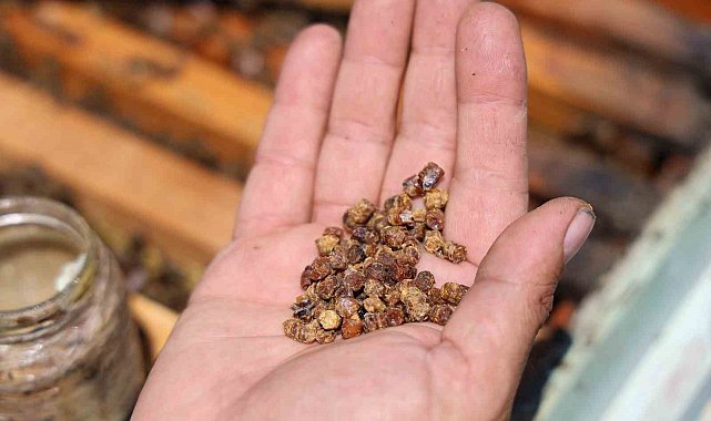 Geçmişte çöpe gidiyordu, şimdi kilosu 3 bin TL'den satılıyor