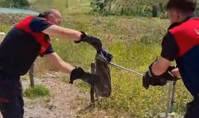 Gediz'de yılan ve kene alarmı