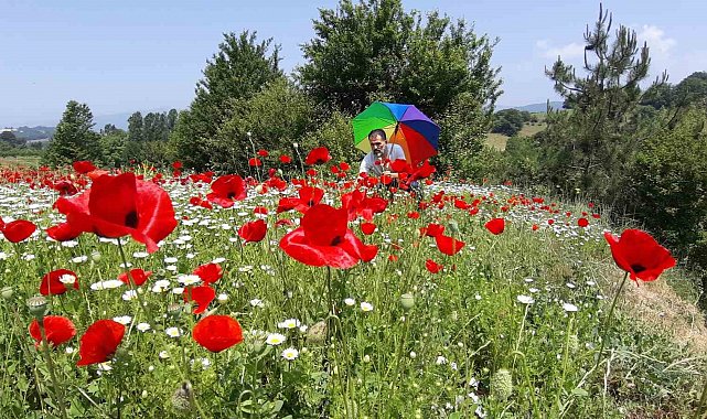 Gelincik ve papatya tarlası fotoğraf tutkunlarına görsel şölen sunuyor