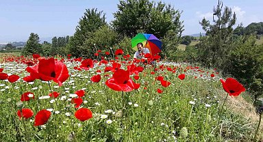 Gelincik ve papatya tarlası fotoğraf tutkunlarına görsel şölen sunuyor