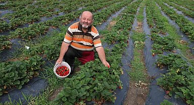 Gezen tavuktan çileğe: Doğal üretim serüveni sürüyor