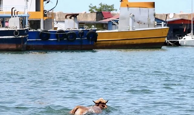 Giresun'da denize atlayan kurbanlık, balıkçı kulübesinde yakalandı