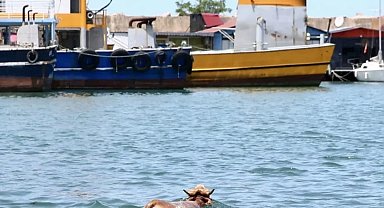 Giresun'da denize atlayan kurbanlık, balıkçı kulübesinde yakalandı