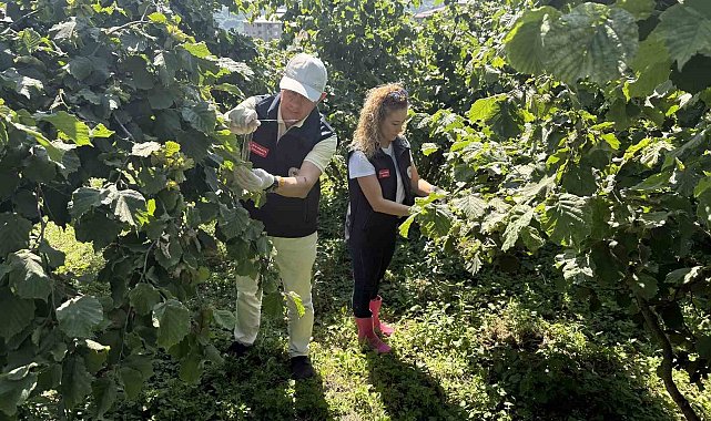 Giresun'da Kahverengi Kokarca ile biyolojik mücadele sürüyor