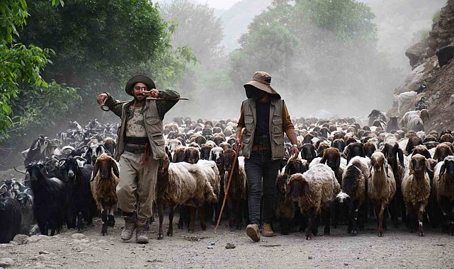 Göçerler, yaklaşık 300 bin küçükbaş hayvanı 4 ay yaylada besleyecek