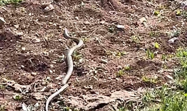 Gölgesine oturduğu ağaçta dev yılanla göz göze geldi, o anları kaydetti