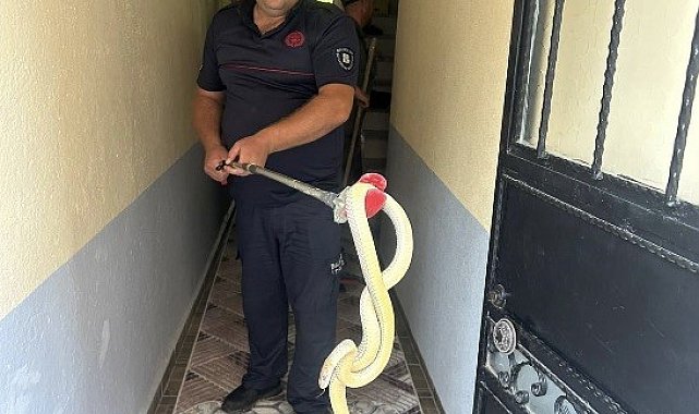 Gönen'de eve giren yılan paniğe neden oldu