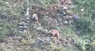 Gümüşhane'de köye inen ayılar böyle görüntülendi