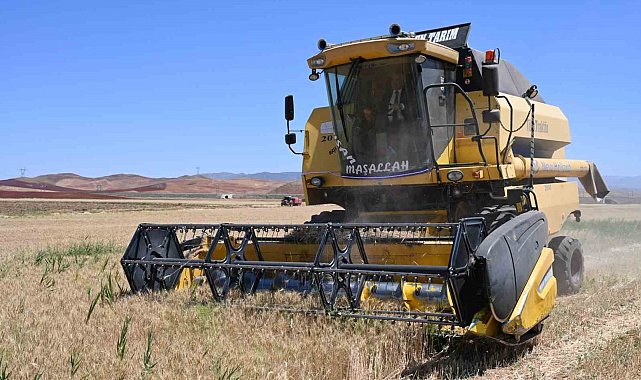 Güneşin altında hasat: Buğday tarlalarında zorlu mesai başladı